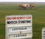 hewitt_cows_150w.jpg